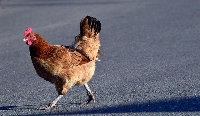 Guide de chicken road inout games